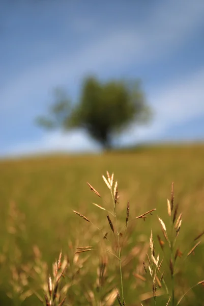 Ağaç üzerinde çayır güneşli bir gün — Stok fotoğraf