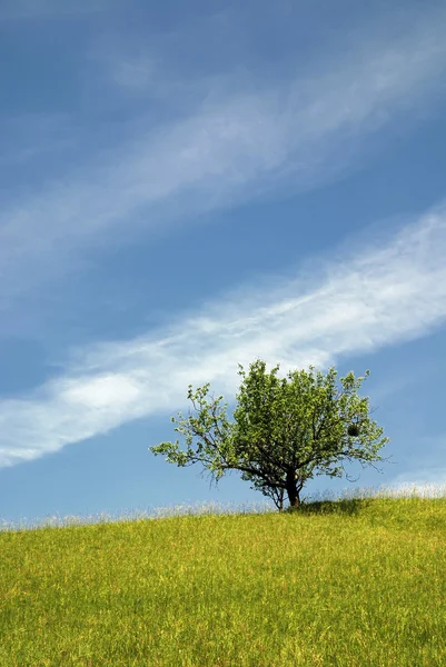 Drzewo na łące w słoneczny dzień — Zdjęcie stockowe