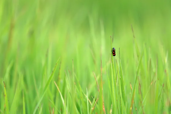 Гарна зелена трава — стокове фото