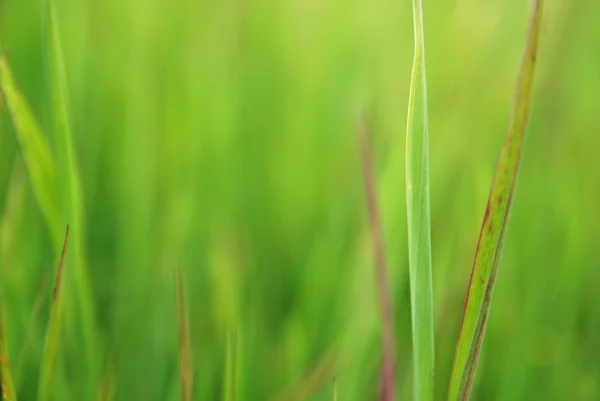 Vackert grönt gräs — Stockfoto
