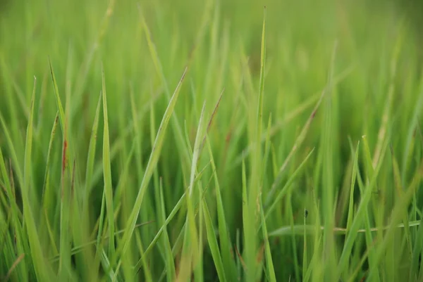 Гарна зелена трава — стокове фото