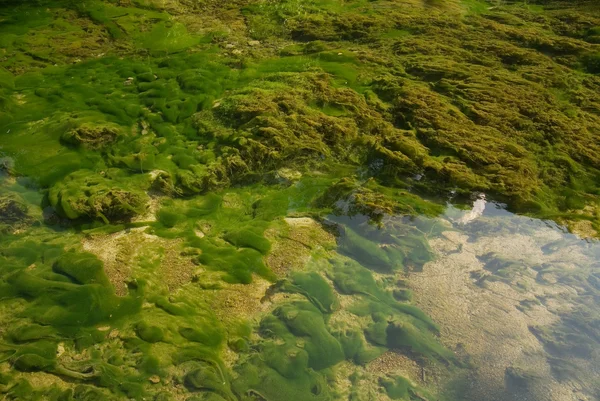 Острое дно озера с водорослями — стоковое фото