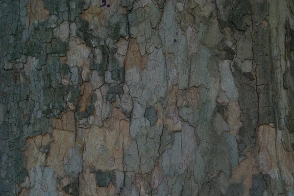 Corteccia d'albero — Foto Stock