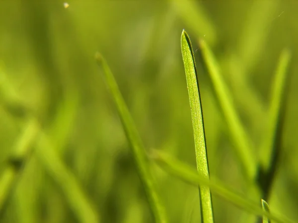 绿草背景 — 图库照片