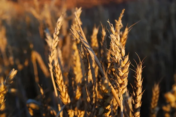 Krásné pšenice venkovní — Stock fotografie