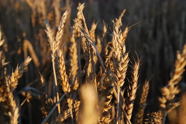 Красивий відкритий пшениці — стокове фото