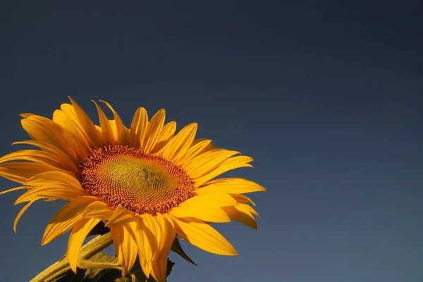 Sonflower — Stok fotoğraf