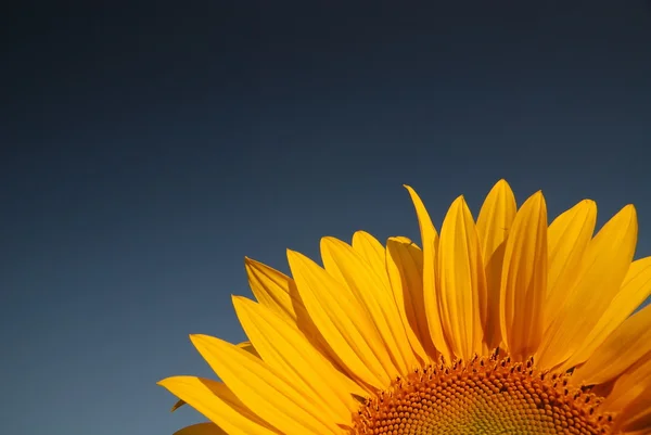 Sonflower — Stok fotoğraf