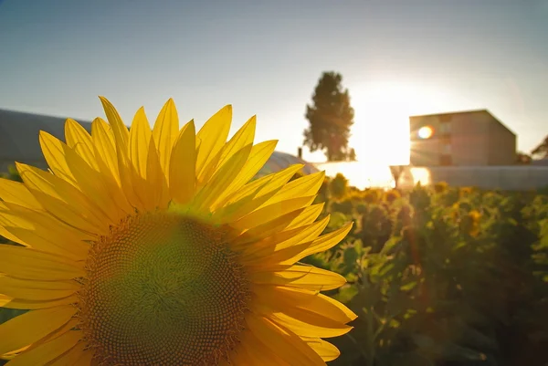 Sonflower — стоковое фото
