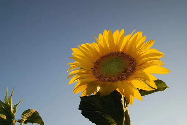 Sonflower. —  Fotos de Stock