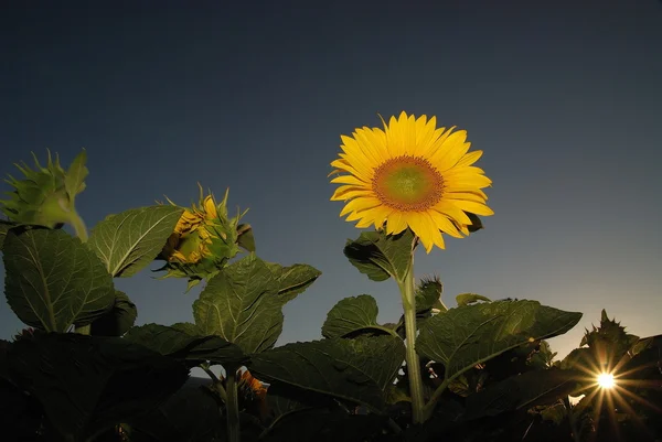 Sonflower — стоковое фото