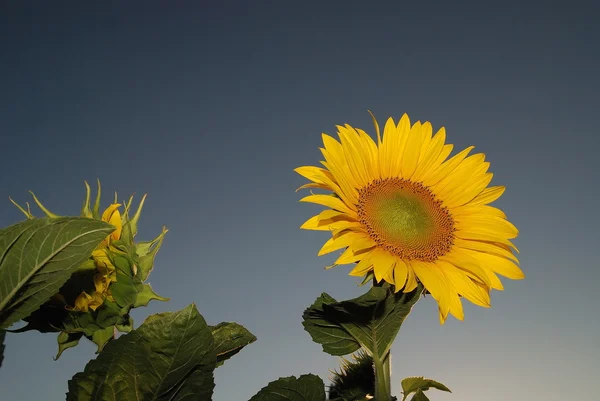 Sonflower. —  Fotos de Stock
