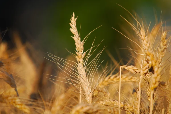 Field of wheat — Stock Photo, Image