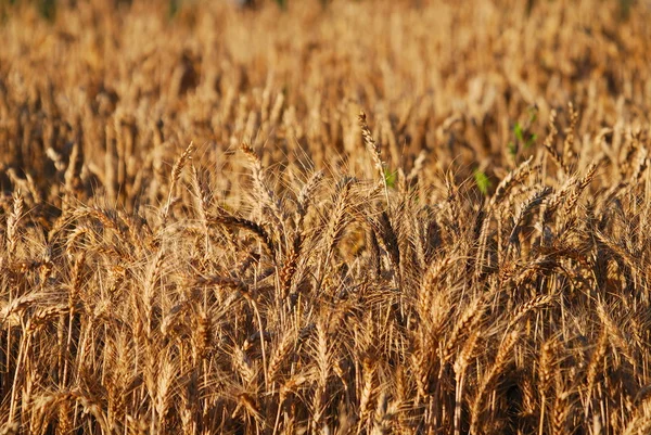 Поле пшеницы — стоковое фото