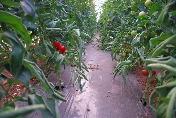 Frische Tomaten im Gewächshaus — Stockfoto
