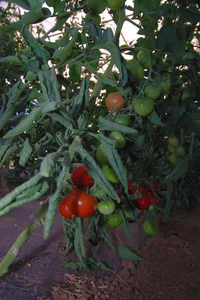 Tomate fresco en invernadero —  Fotos de Stock