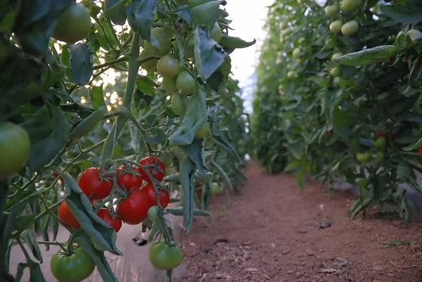Tomates fraîches en serre — Photo