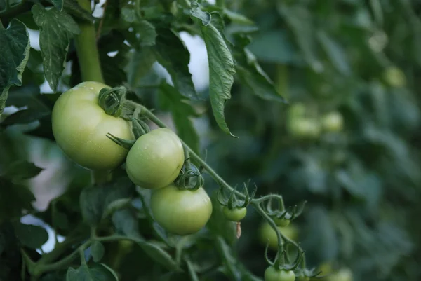 温室里的新鲜西红柿 — 图库照片