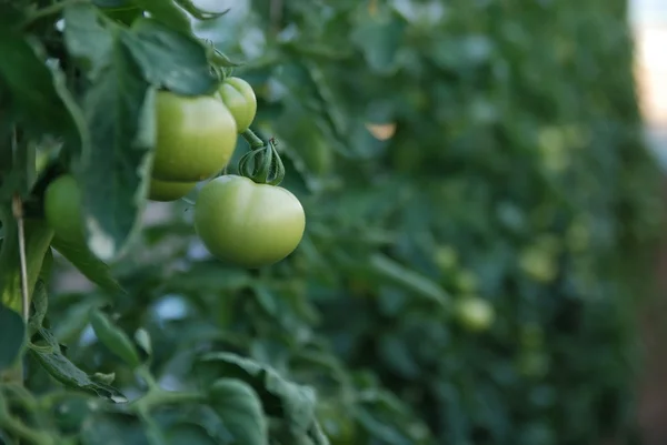 Frische Tomaten im Gewächshaus — Stockfoto