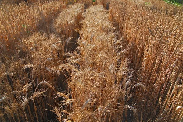 Câmpul de grâu — Fotografie, imagine de stoc