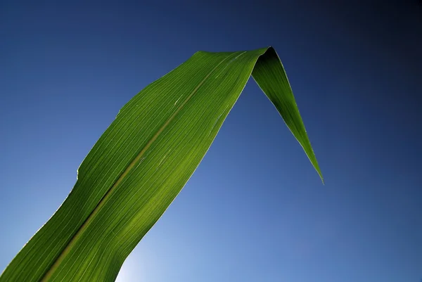 Green leaf with blue sky in background — Stock Photo, Image