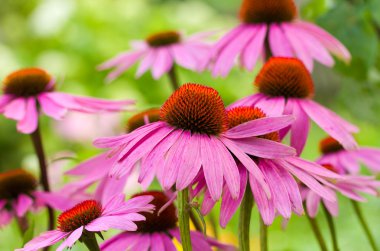 Echinacea flowers clipart