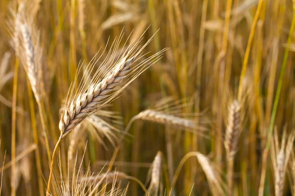 Gros plan épi de blé — Photo