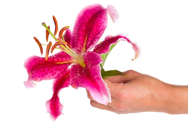 Pink lily i hand — Stockfoto