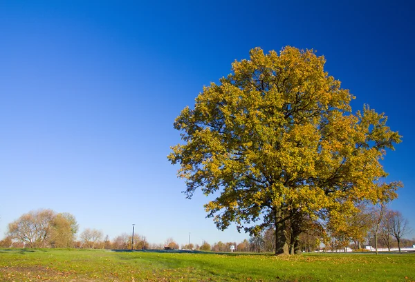 Самотнє дубове дерево восени — стокове фото
