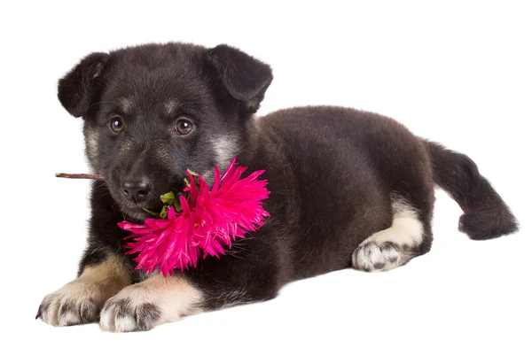 Puppy segurando flor — Fotografia de Stock