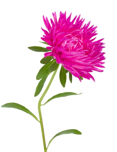 ピンクのヒナギクの花 — ストック写真