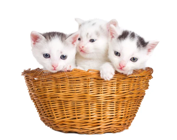 Три котенка сидят в корзине — стоковое фото