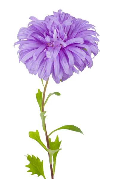 Violette Aster-Blüte — Stockfoto