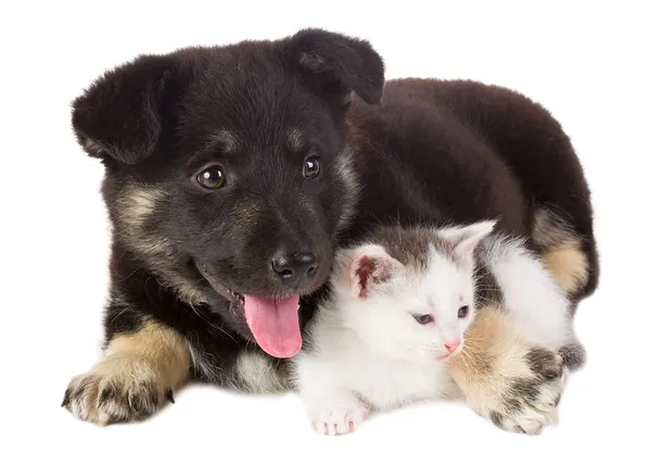 Cachorro y gatito Fotos de stock libres de derechos