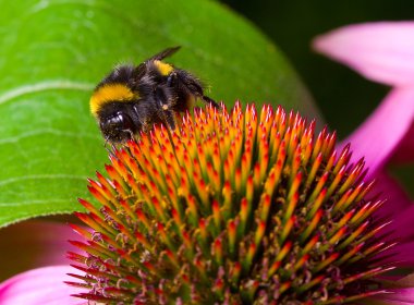 Bumblebee pollinating çiçek