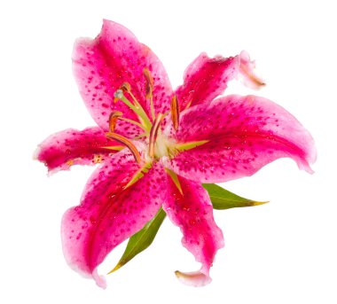 Pink lily clipart