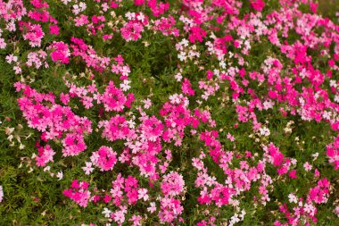 Moss pink flowers background clipart