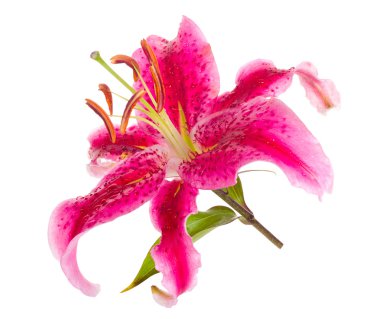 Pink lily clipart