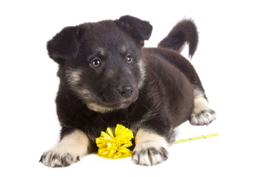 Puppy with flower clipart