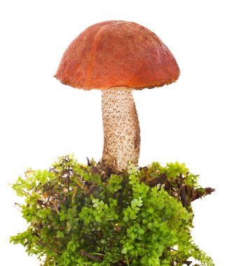 Orange-cap boletus in moss clipart