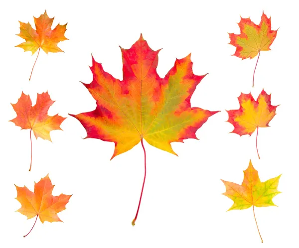 秋のカエデの葉のセット — ストック写真