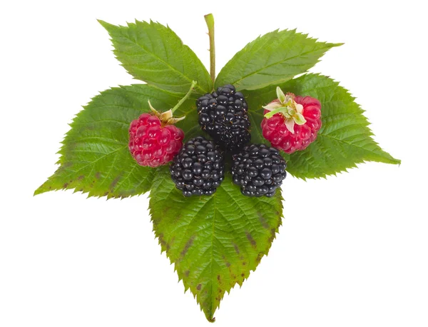 Малина і blackberry — стокове фото