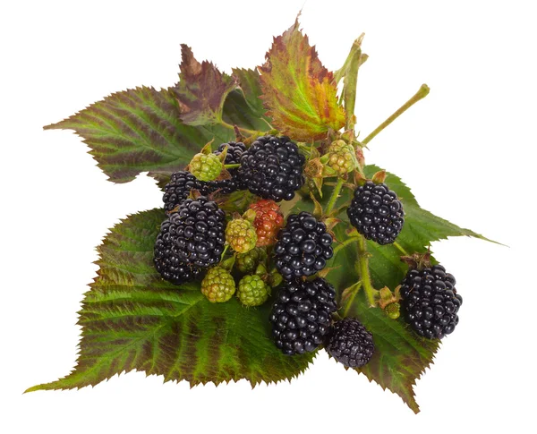 Blackberry branches on leaves — Stock Photo, Image