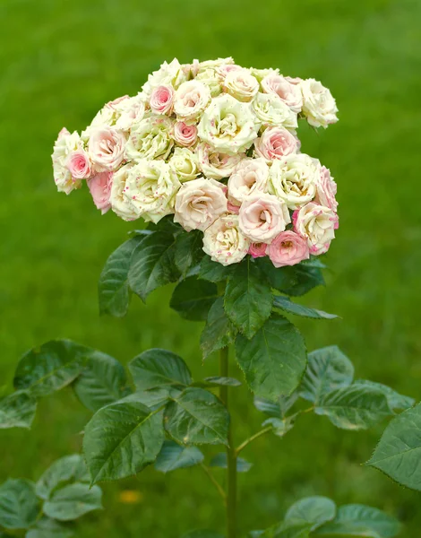 美丽的白玫瑰花束作为分支机构 — 图库照片