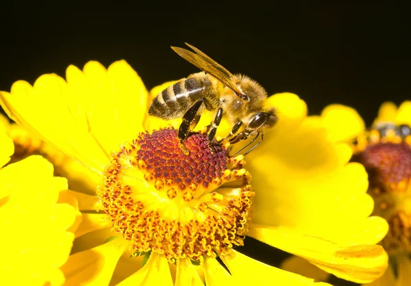 Медовая пчела на желтом цветке — стоковое фото
