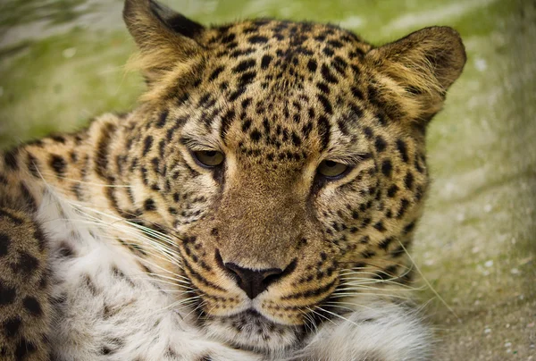 Close-up leopard — Stock Photo, Image
