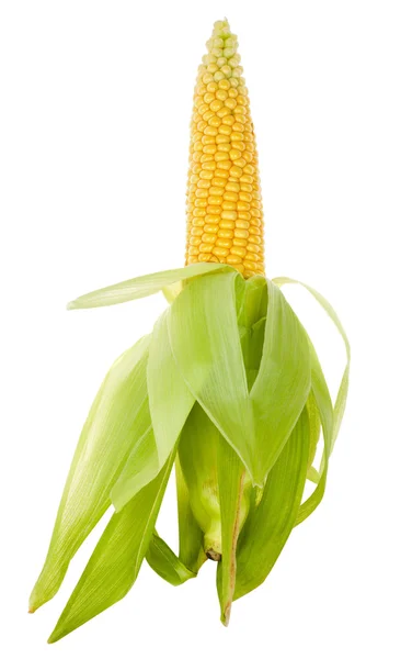 特写成熟玉米 — 图库照片