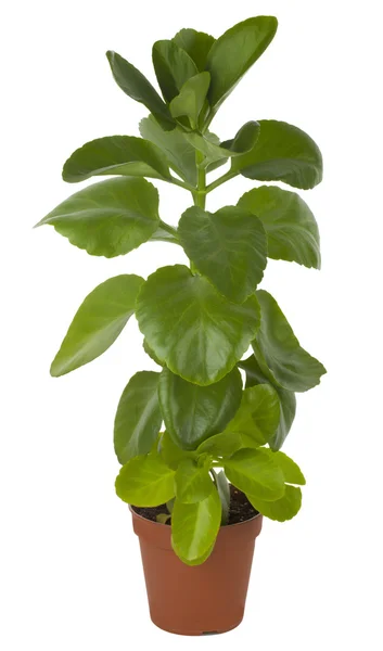 Ficus em vaso — Fotografia de Stock