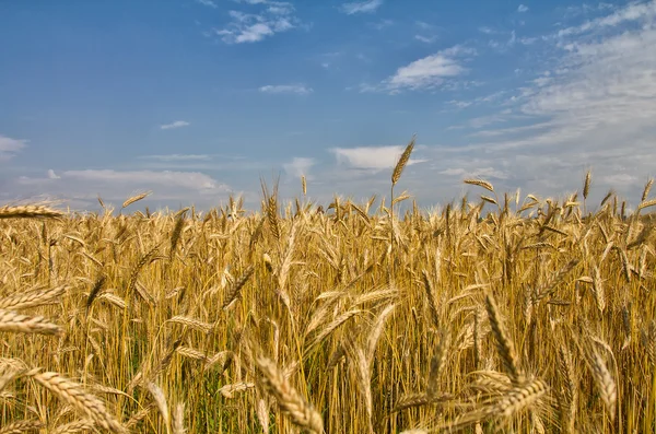Campo com trigo maduro — Fotografia de Stock