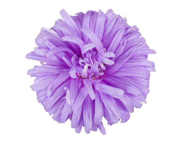 Violette Aster-Blüte — Stockfoto